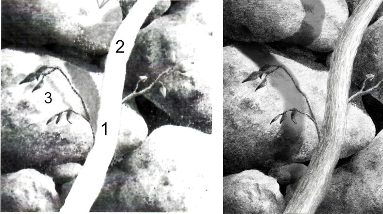 notes on plotting the shadow of a tree on rocks