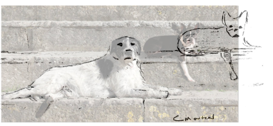 Comparing the size of a dog imported from a separate photo