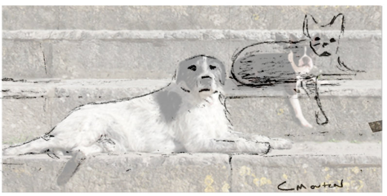 Comparing the erroneous size of a dog imported from a separate photo