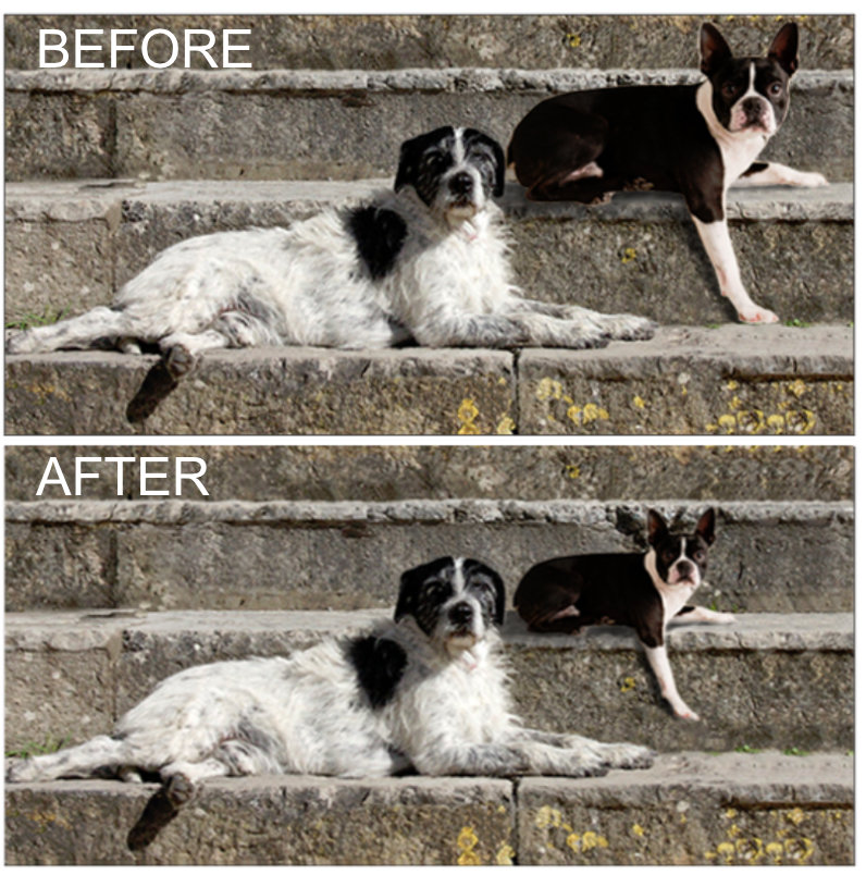 Example of correctly resizing a dog imported from a separate photo