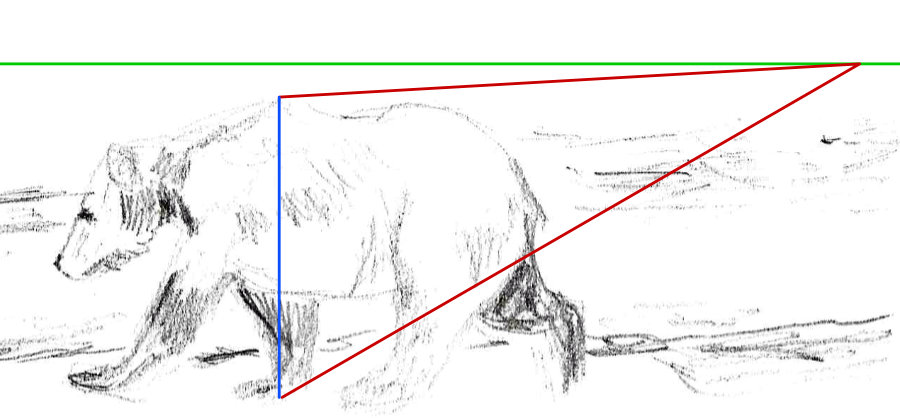 Grizzly Bear and Australian Shepherd Dog