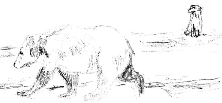 Grizzly Bear and Australian Shepherd Dog in a pencil drawing
