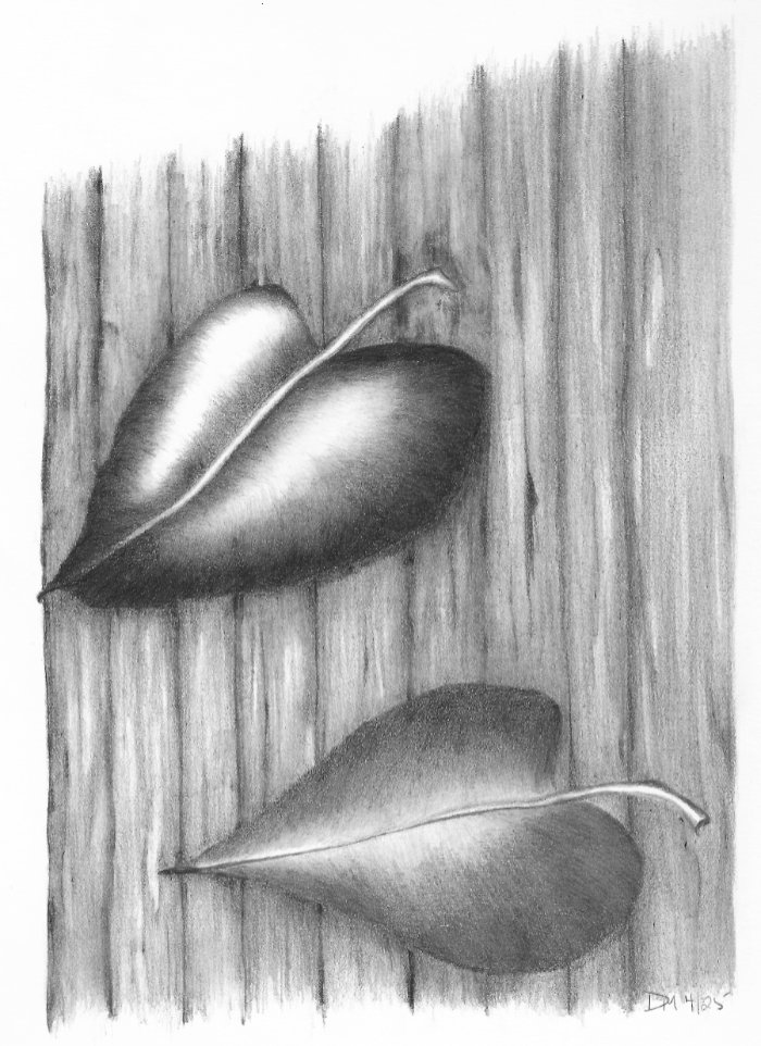 Completed Leaves pencil drawing