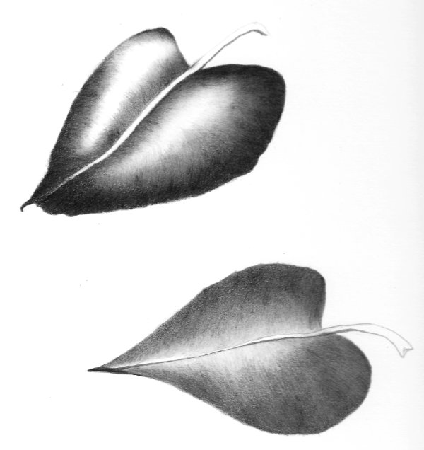 Leaves pencil drawing in progress 
