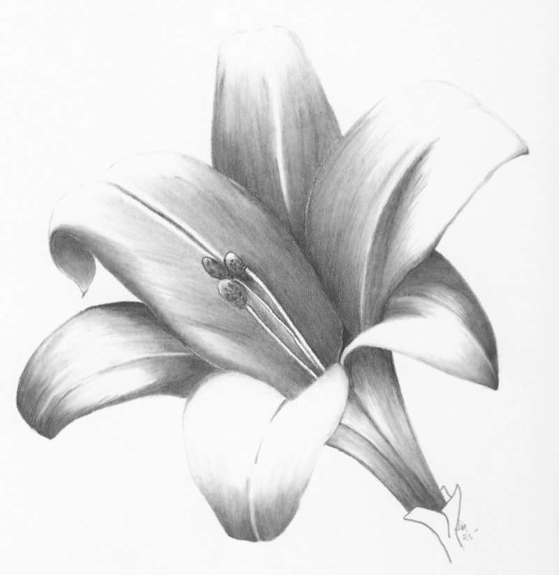 Lily drawing in pencil
