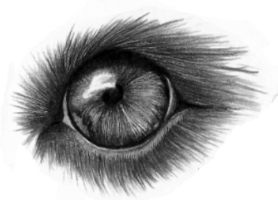 eye from Indenting experiments