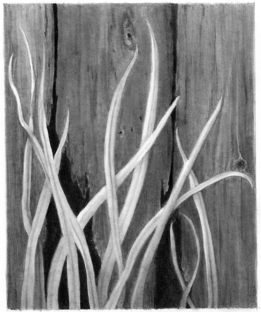 Barn wall and grass pencil drawing