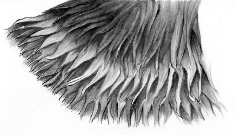 Hair drawn in layers in a pencil drawing