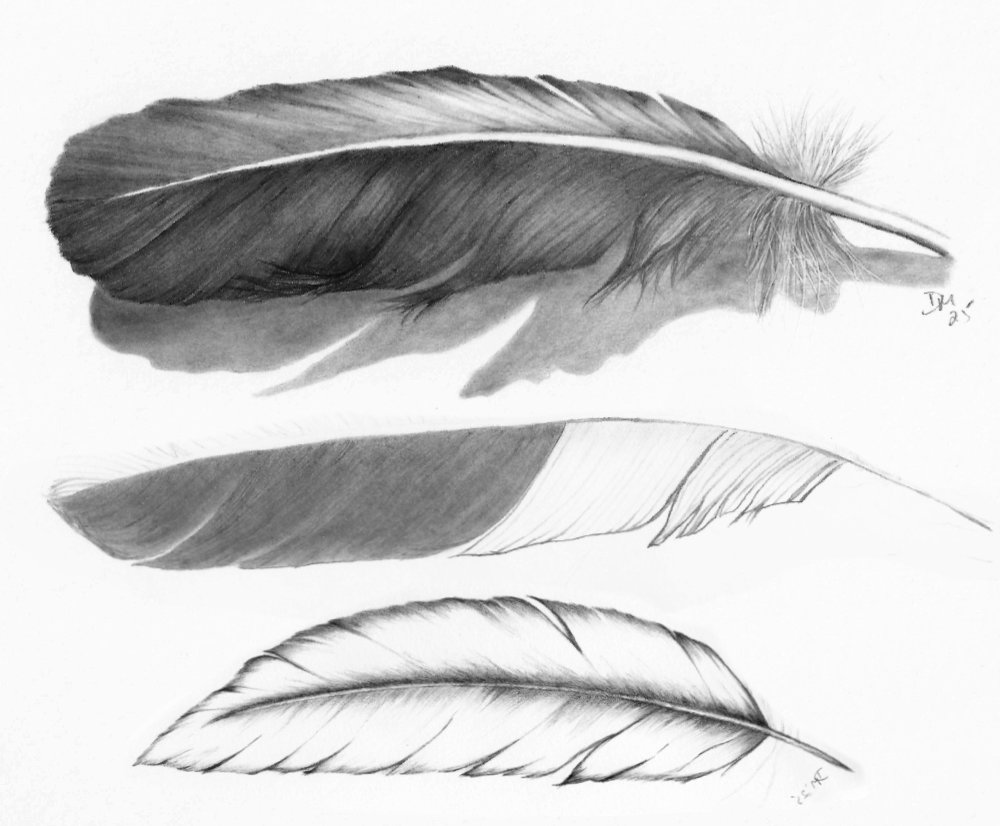 Feathers pencil drawing