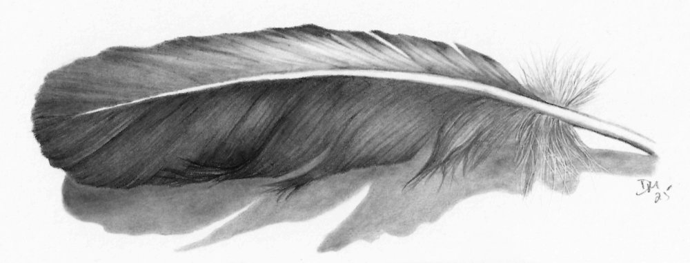 Feather pencil drawing