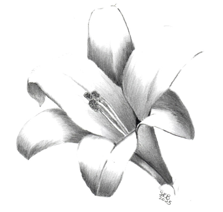 Pencil drawing of a Lily