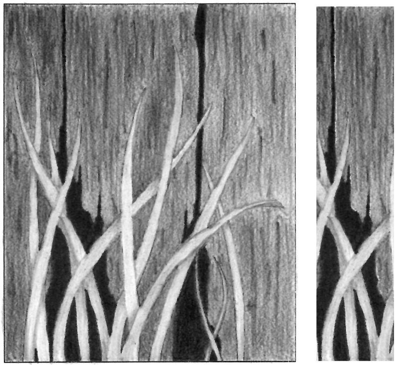 Pencil drawing of leaves against an old barn wall