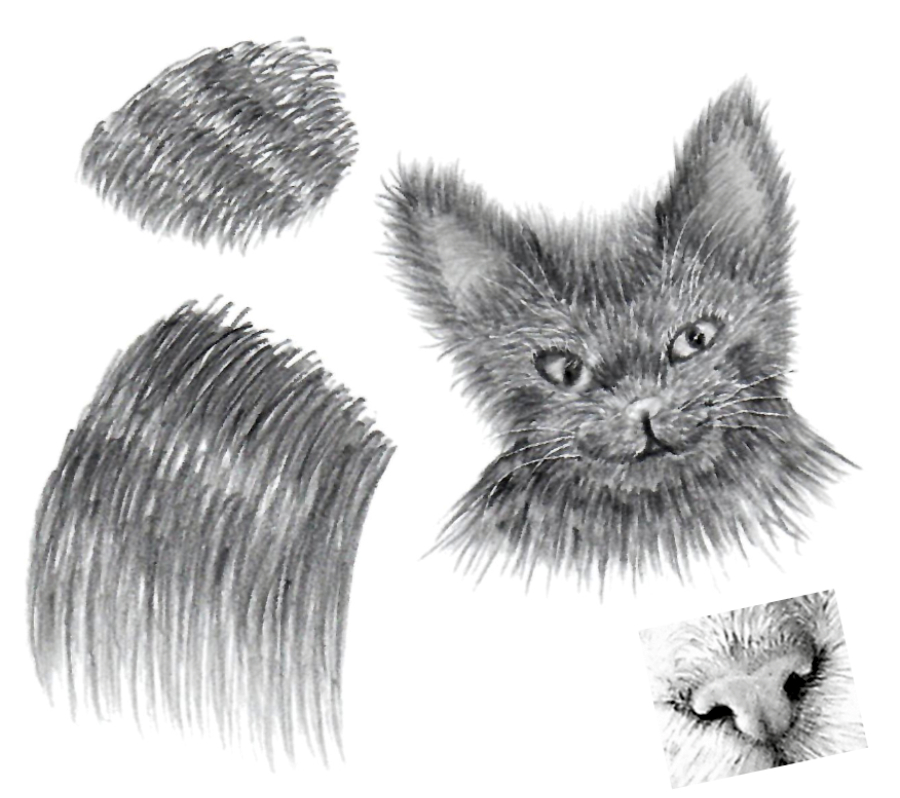 Pencil drawing of hair and a cat