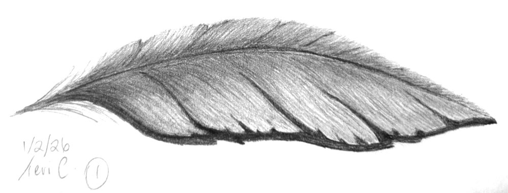 Exercise: White feather drawing on white paper